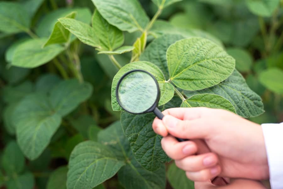 Biochar Increases Plant Disease Resistance