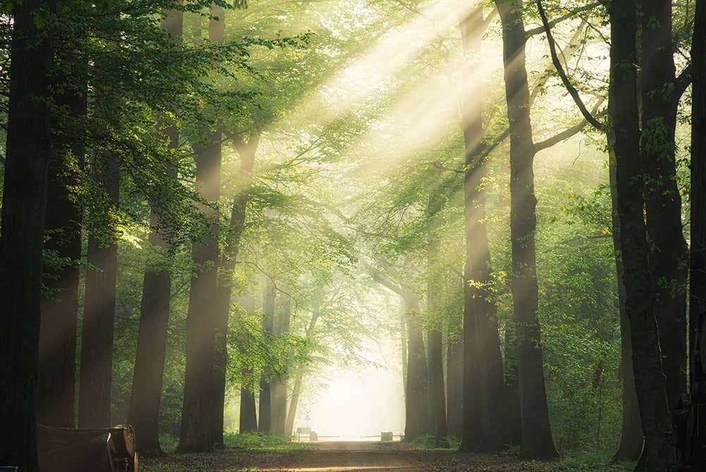 Carbon-Storing Trees