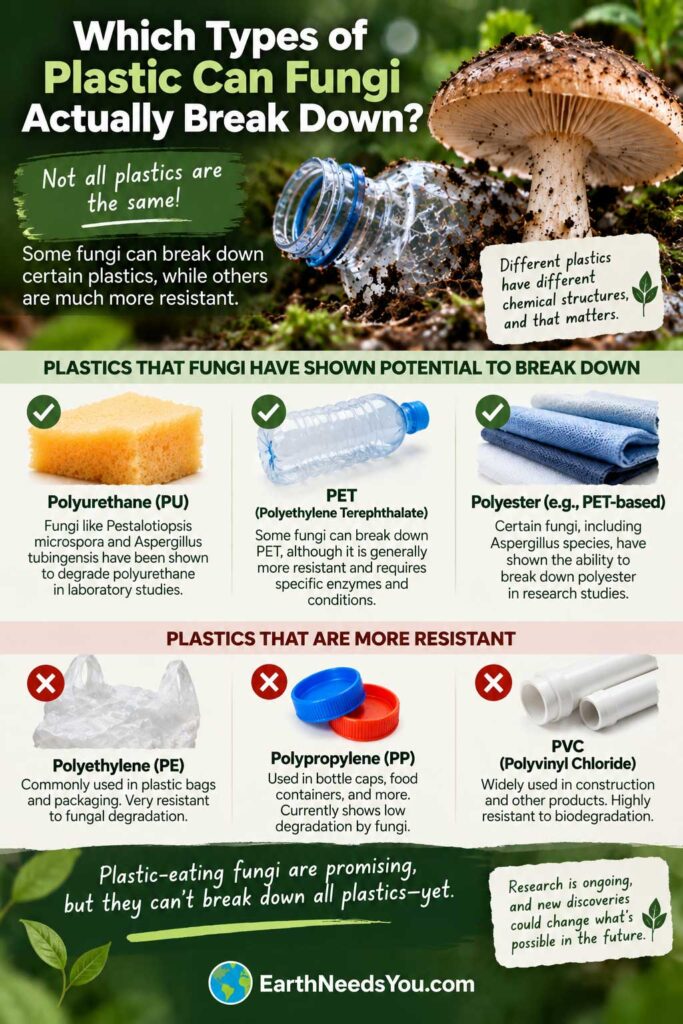 How Plastic-Eating Fungi Could Help? 8 Fungi and Plastics Breakdown Guide