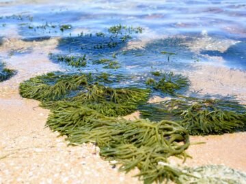 Interesting Uses of Seaweed