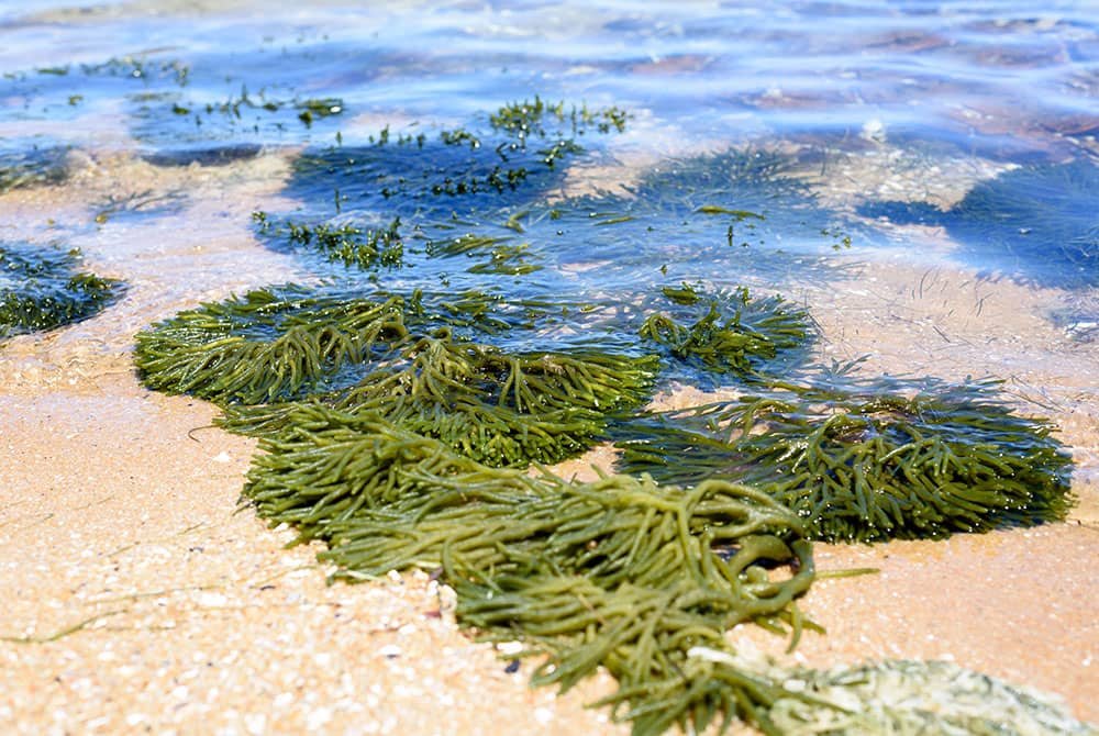 Interesting Uses of Seaweed