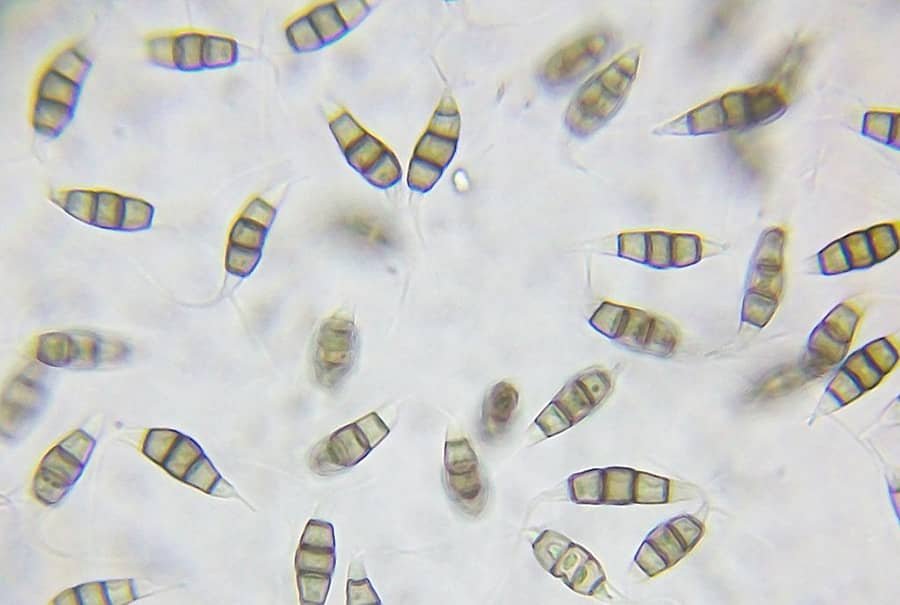 Pestalotiopsis microspora