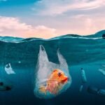 Plastic Pollution Affects Marine Life