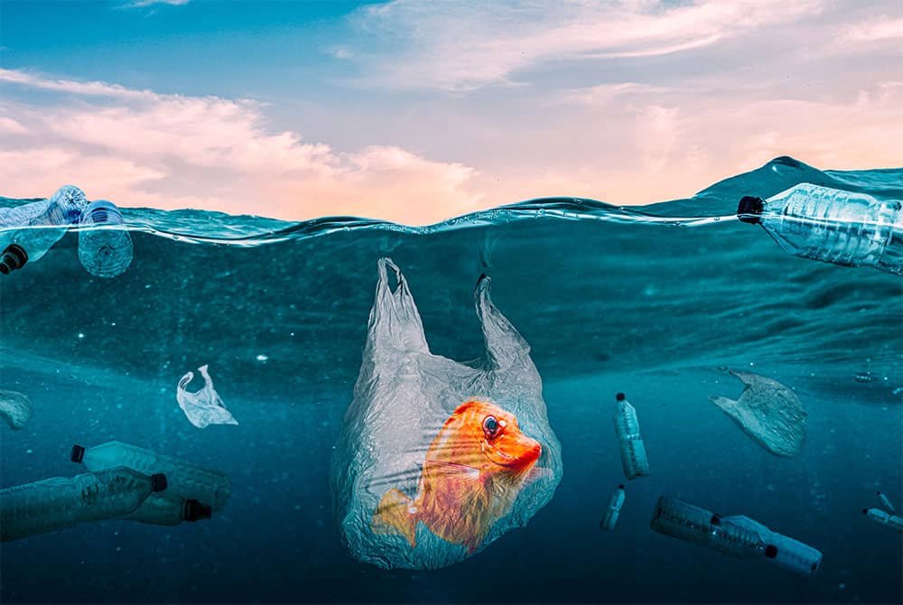 Plastic Pollution Affects Marine Life