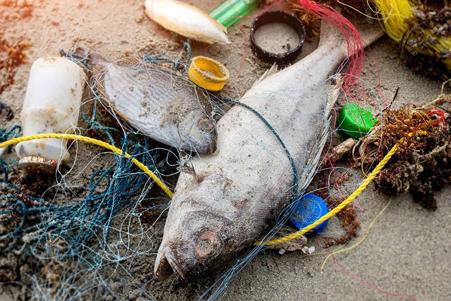 Plastic Pollution Affects Marine Life