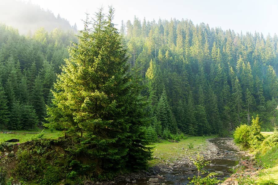 Pine Tree absorb CO2